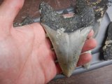 megalodon-tooth-lot-dark-water-megs (5)